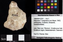 Foto (Objket + Etiketten) von Pithonoton ? marginatum (von Meyer, 1842) 